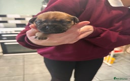 Mixed Breed dogs for sale: Adorable frenchie mix - Image 2