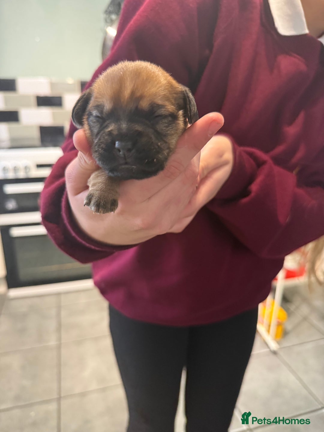 Mixed Breed dogs for sale: Adorable frenchie mix - Image 2