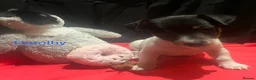 Jack Russell dogs for sale: Miniature Jack Russell  - Advert 10