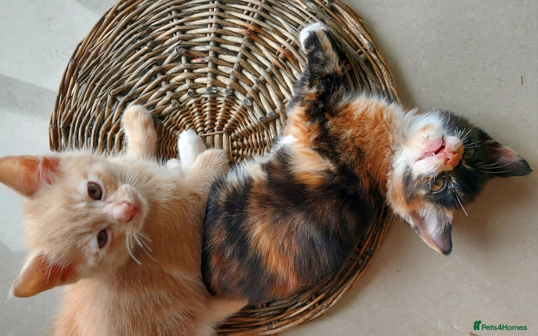 Mixed Breed cats for sale: 1 beautiful, playful kitten ready for new home - Image 4
