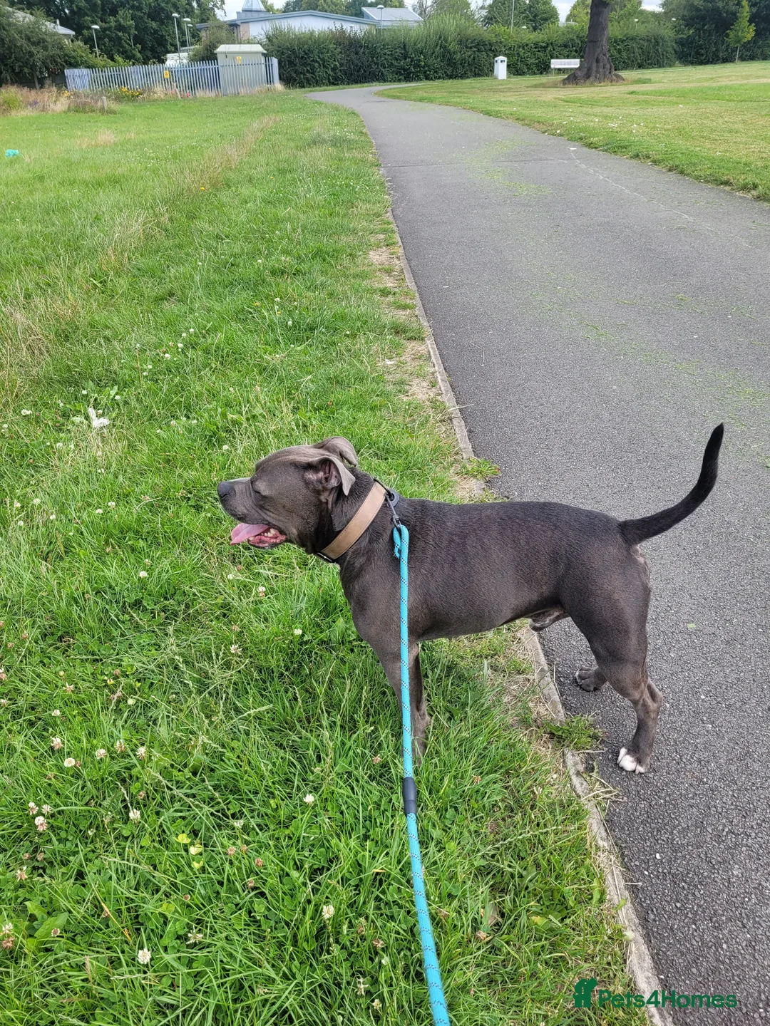 Staffordshire Bull Terrier dogs for stud: Blue Staffordshire bull terrier stud in Birmingham - Advert 13