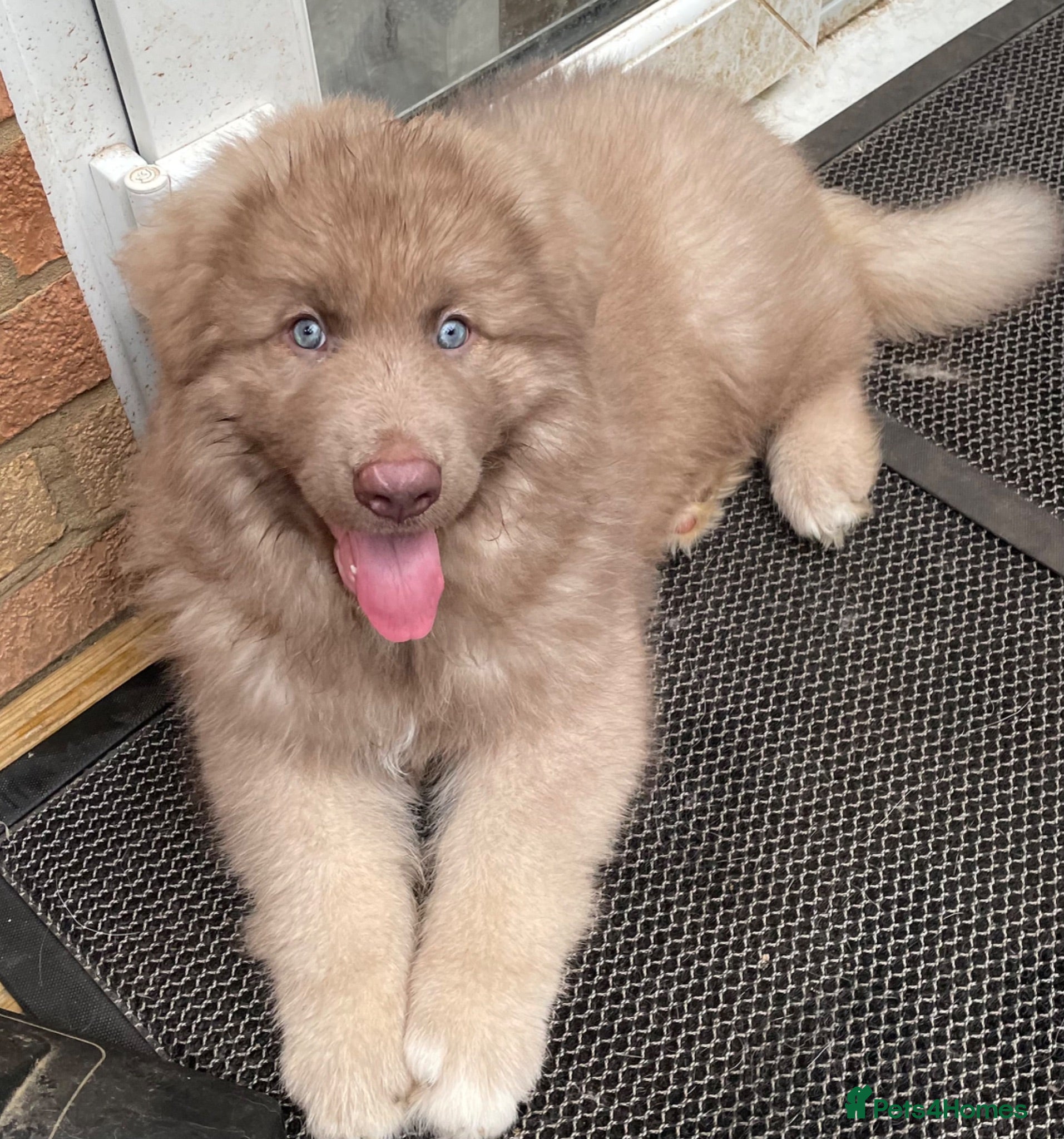 German Shepherd dogs Rare Isabella long coated German shepherd pup  - Advert 1