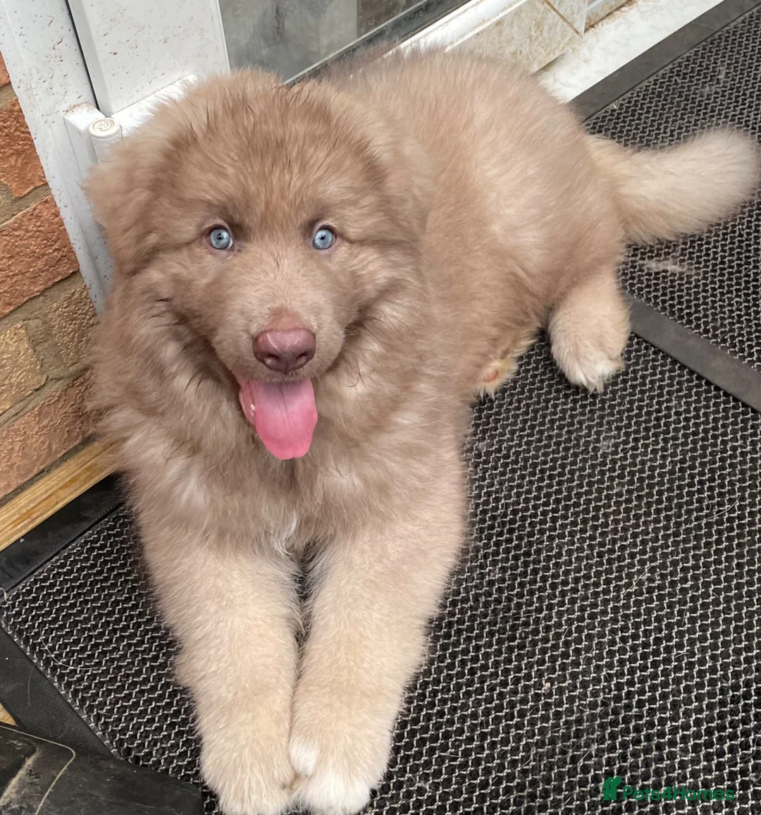 German Shepherd dogs for sale: Rare Isabella long coated German shepherd pup  - Advert 1