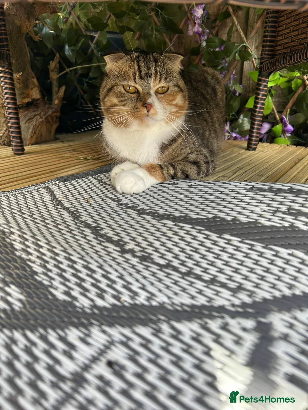 Scottish Fold cats for sale: Scottish fold mix in Sheerness - Advert 1