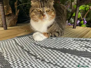 Scottish Fold cats Scottish fold mix - Advert 3