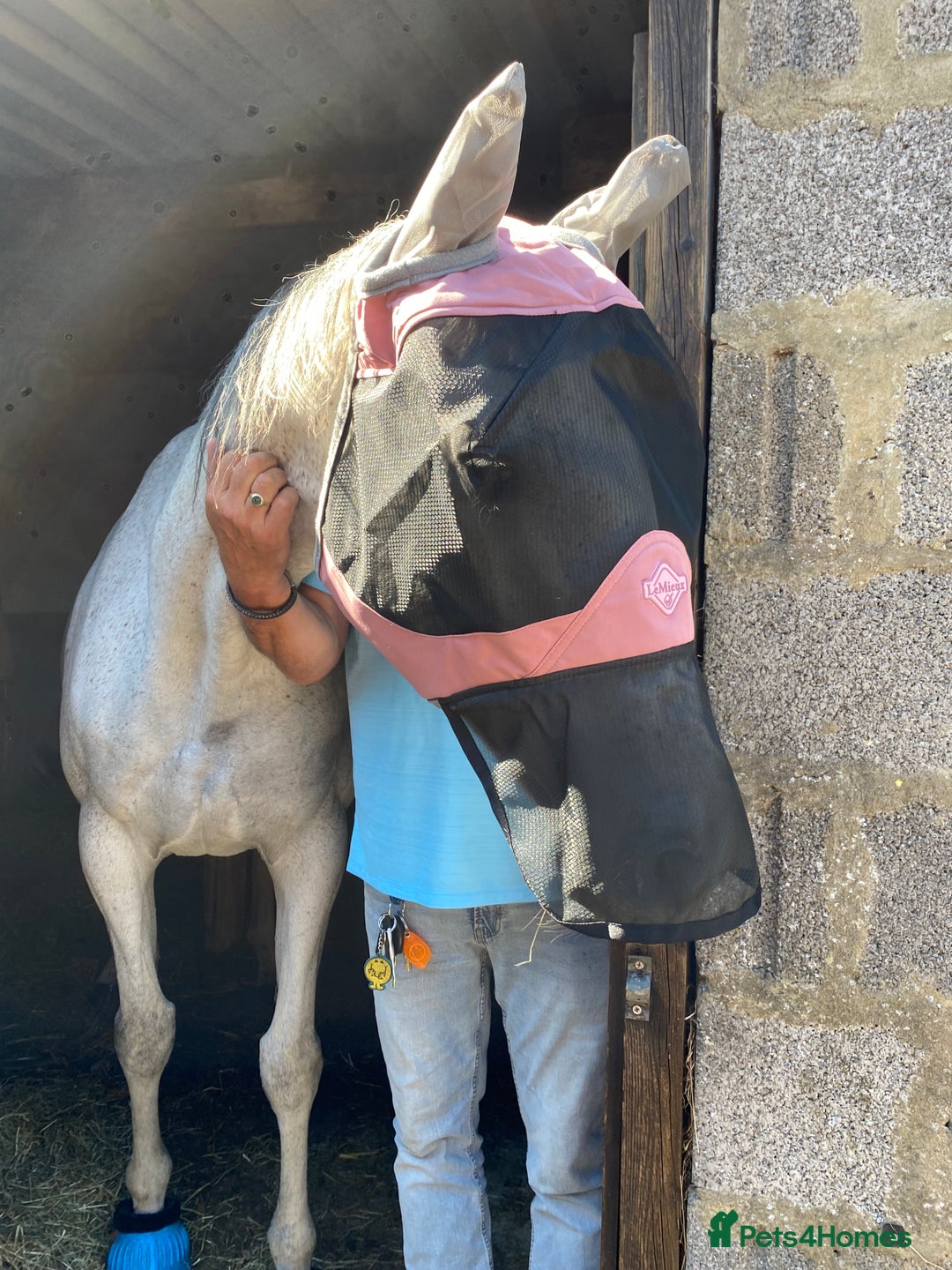 Irish Thoroughbred horses for sale: Irish thoroughbred  - Image 8