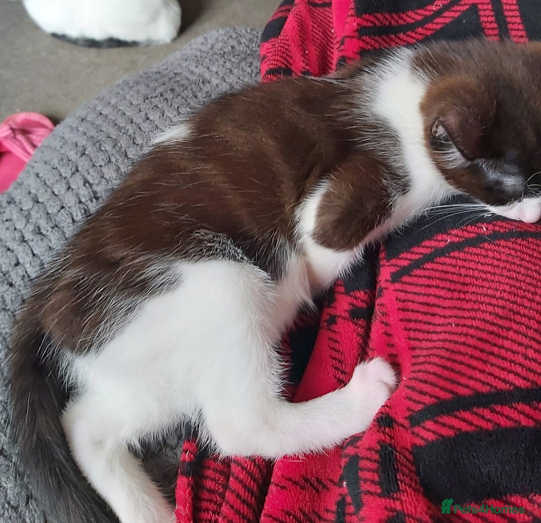 Mixed Breed cats for sale: Princess looking for a castle - Image 6