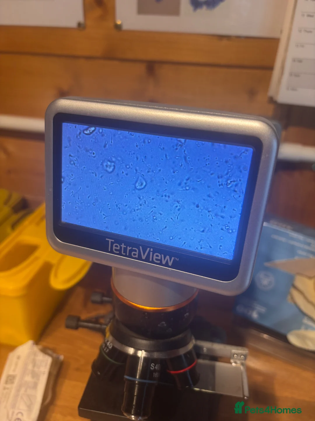 French Bulldog dogs for stud: French Bulldog Stud - New Shade Lilac Merle - Advert 5