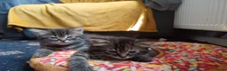 Mixed Breed cats for sale: Fluffy tabby girl kittens - Advert 5