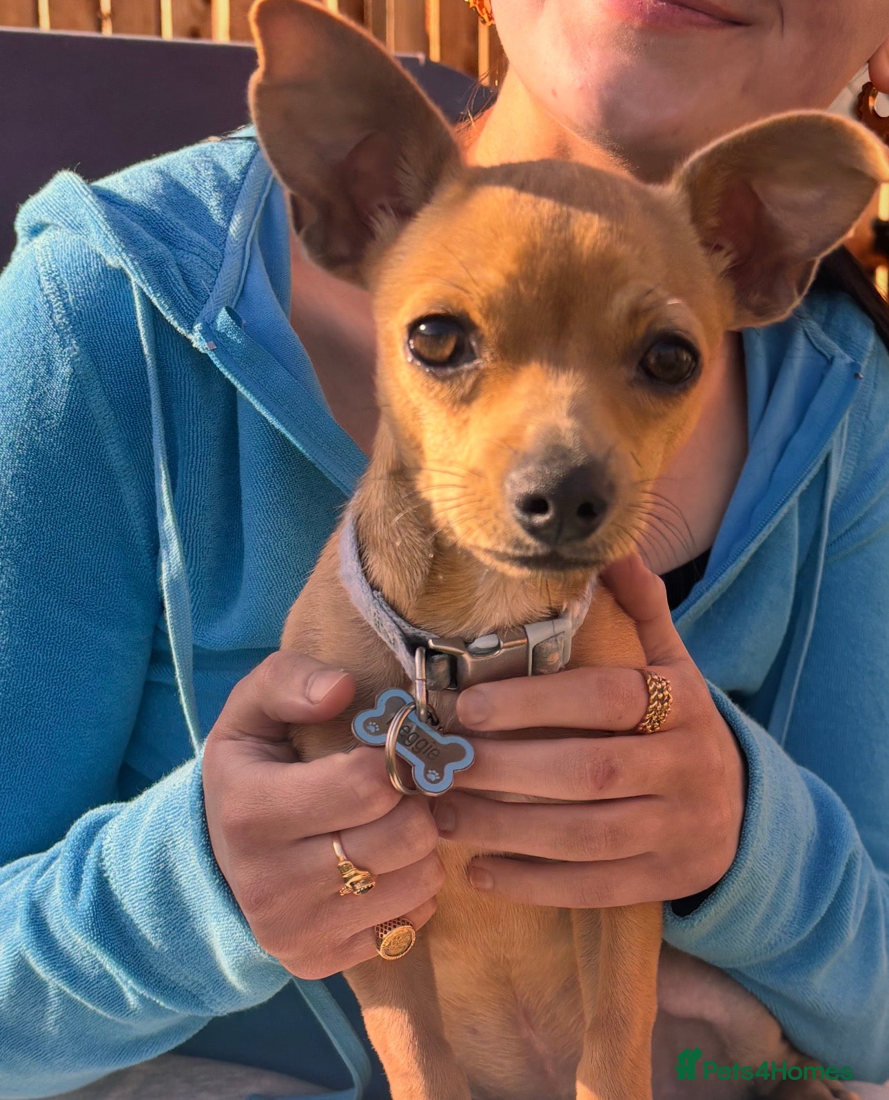 Jack Chi dogs 8 month old male puppy - Advert 7