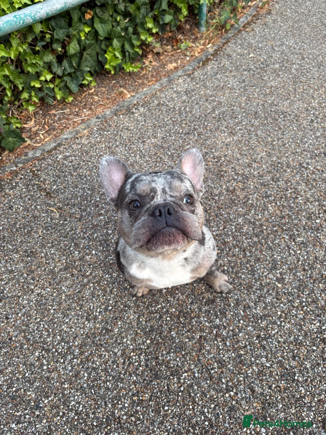 French Bulldog dogs for sale: Needs a new home asap  in Coulsdon - Advert 4