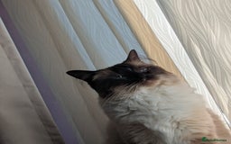 Ragdoll cats for sale: beautiful ragdoll boy for sale - Image 3