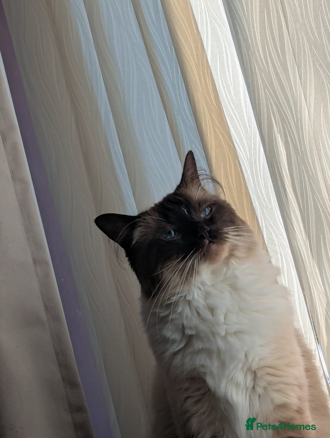 Ragdoll cats for sale: beautiful ragdoll boy for sale - Image 3