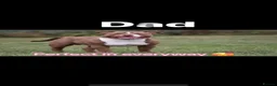 American Bully dogs for sale: American pocket bully’s  in Plymouth - Advert 5