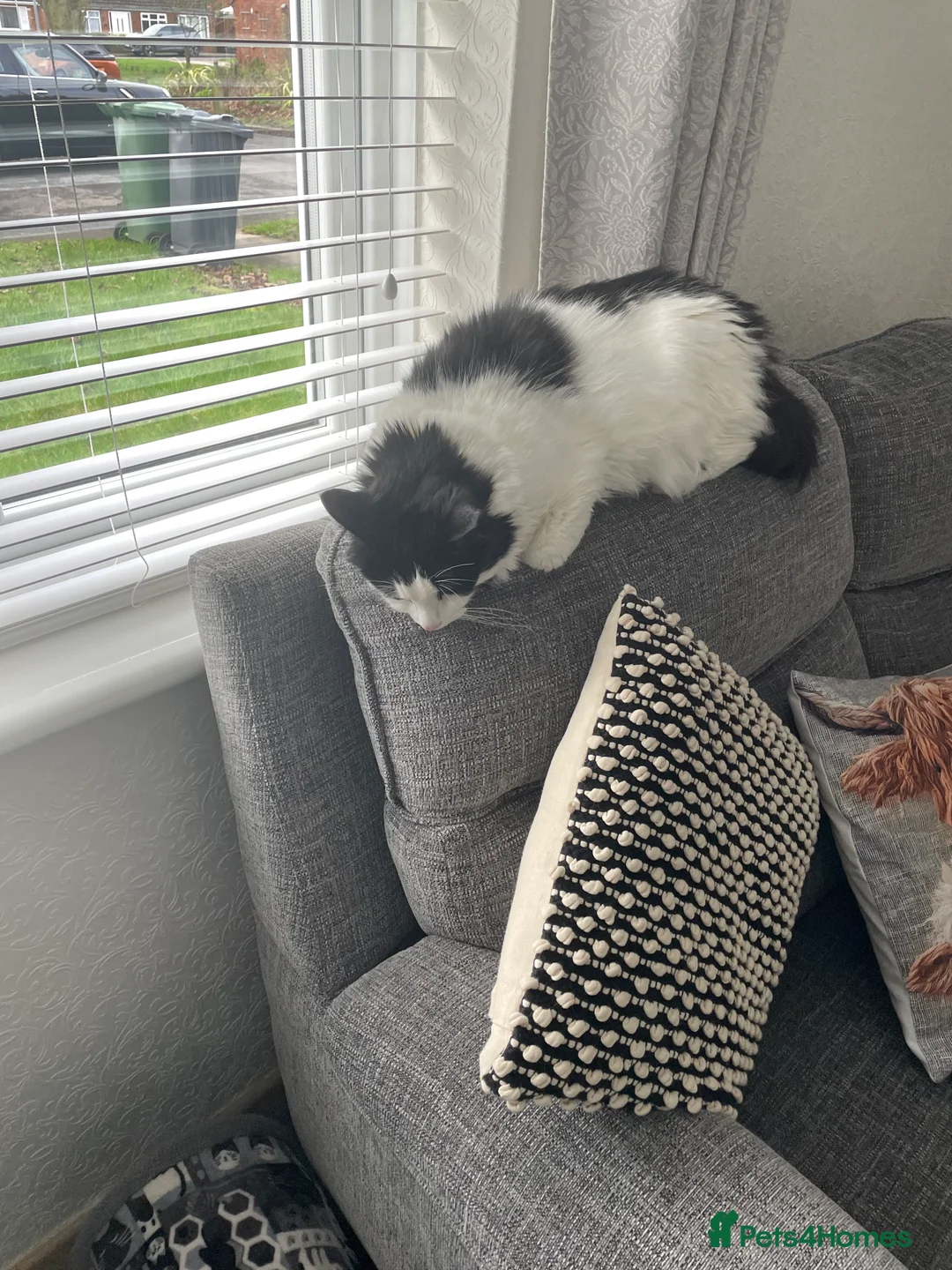 British Shorthair cats for sale: Fluffy in Walsall - Advert 1