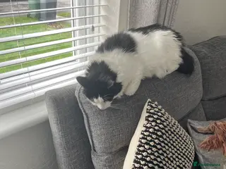 British Shorthair cats Fluffy in Walsall - Advert 4