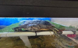 Turtle reptiles for sale: 3x Yellow slider turtles - Image 6