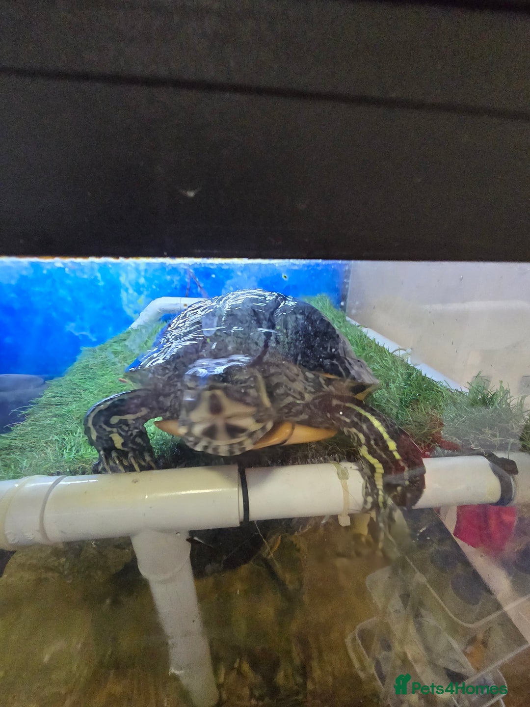 Turtle reptiles for sale: 3x Yellow slider turtles - Image 6