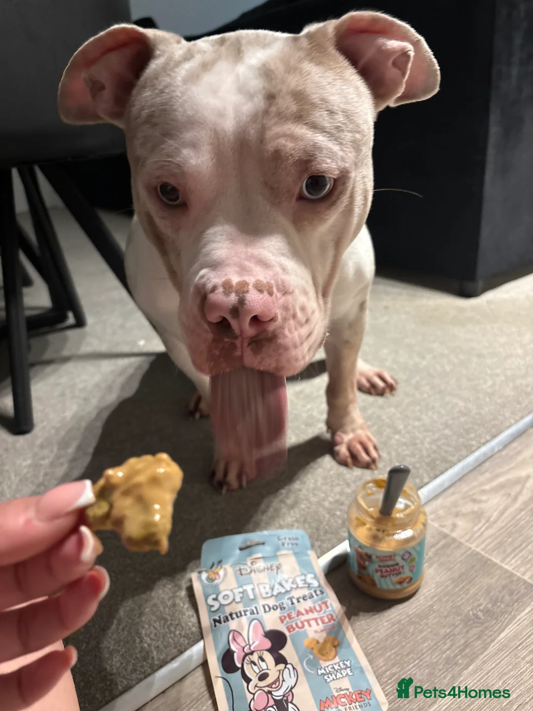 American Bully dogs for sale: Pocket bully champagne mearl rare color  - Advert 9