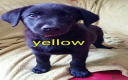 Mixed Breed dogs for sale: Beautiful puppies for sale  - Image 2