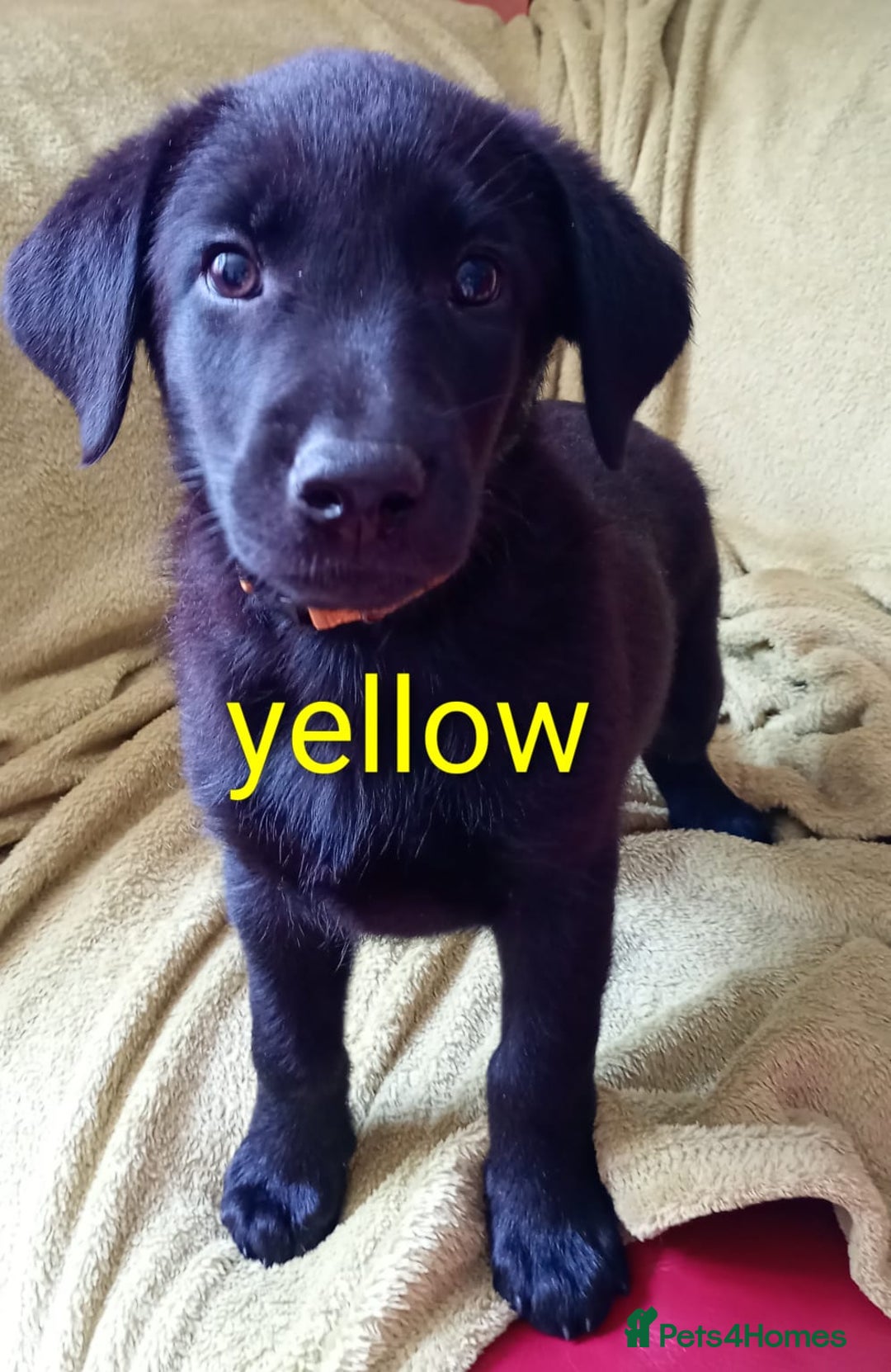 Mixed Breed dogs for sale: Beautiful puppies for sale  - Image 2