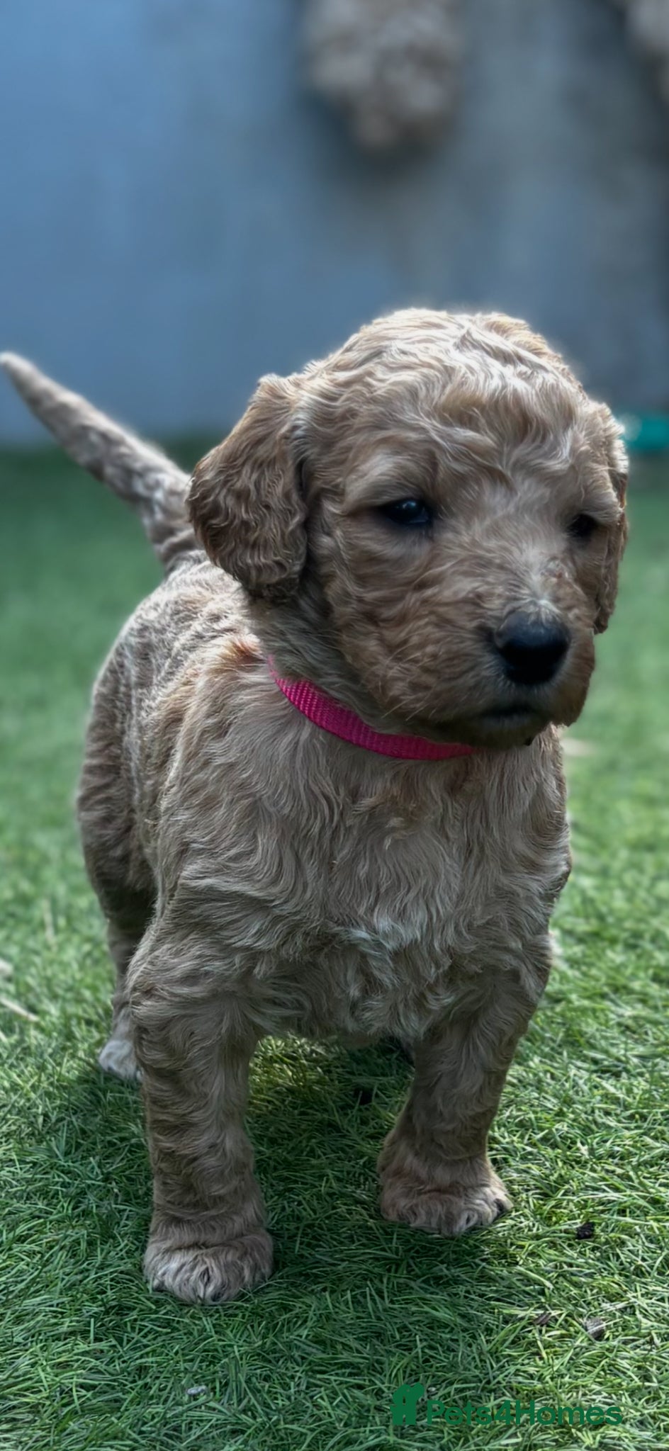 Double Doodle dogs for sale: Beautiful double/golden doodles from family pet - Advert 30
