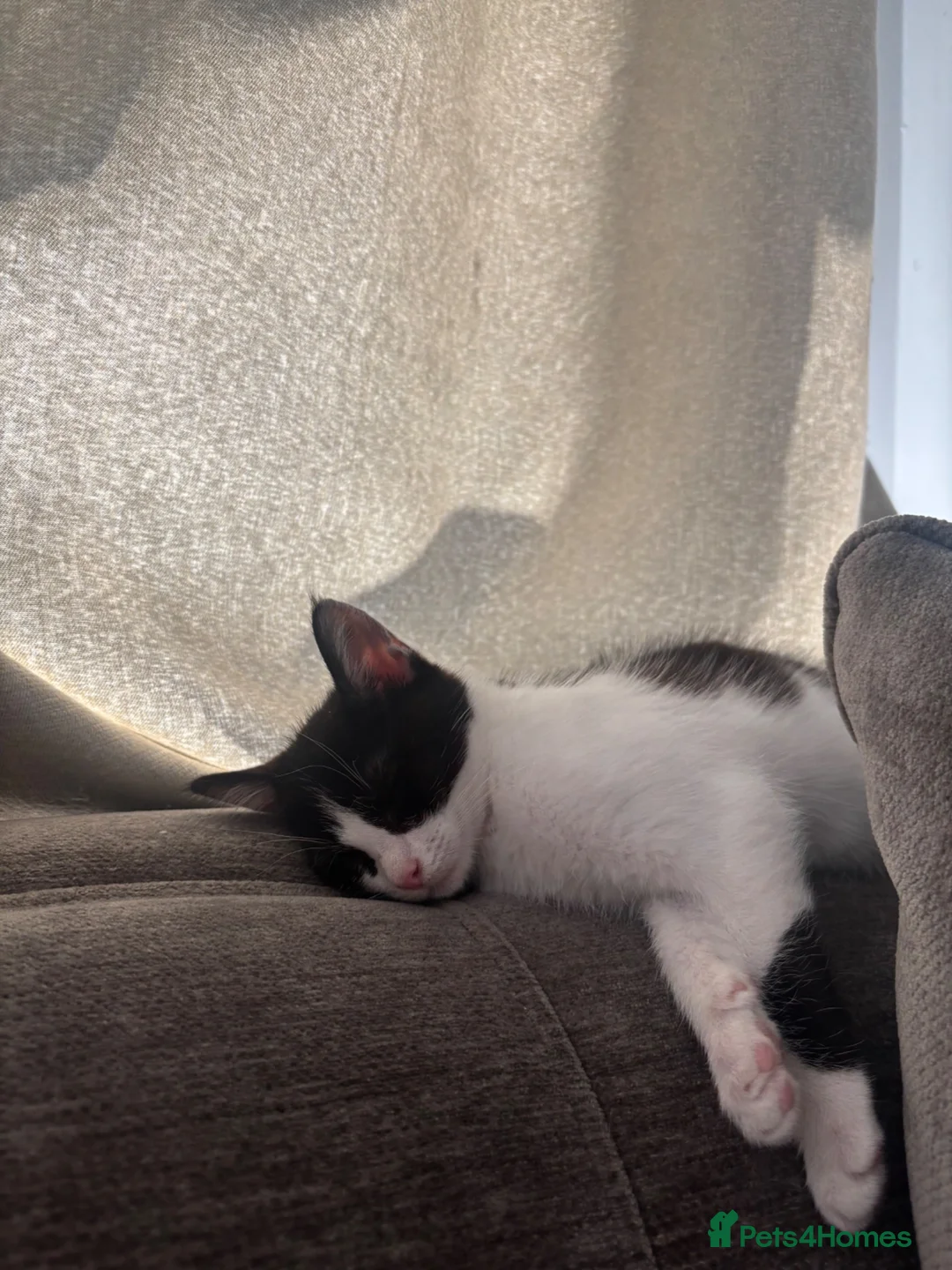 Mixed Breed cats for sale: Female kitten  - Advert 2