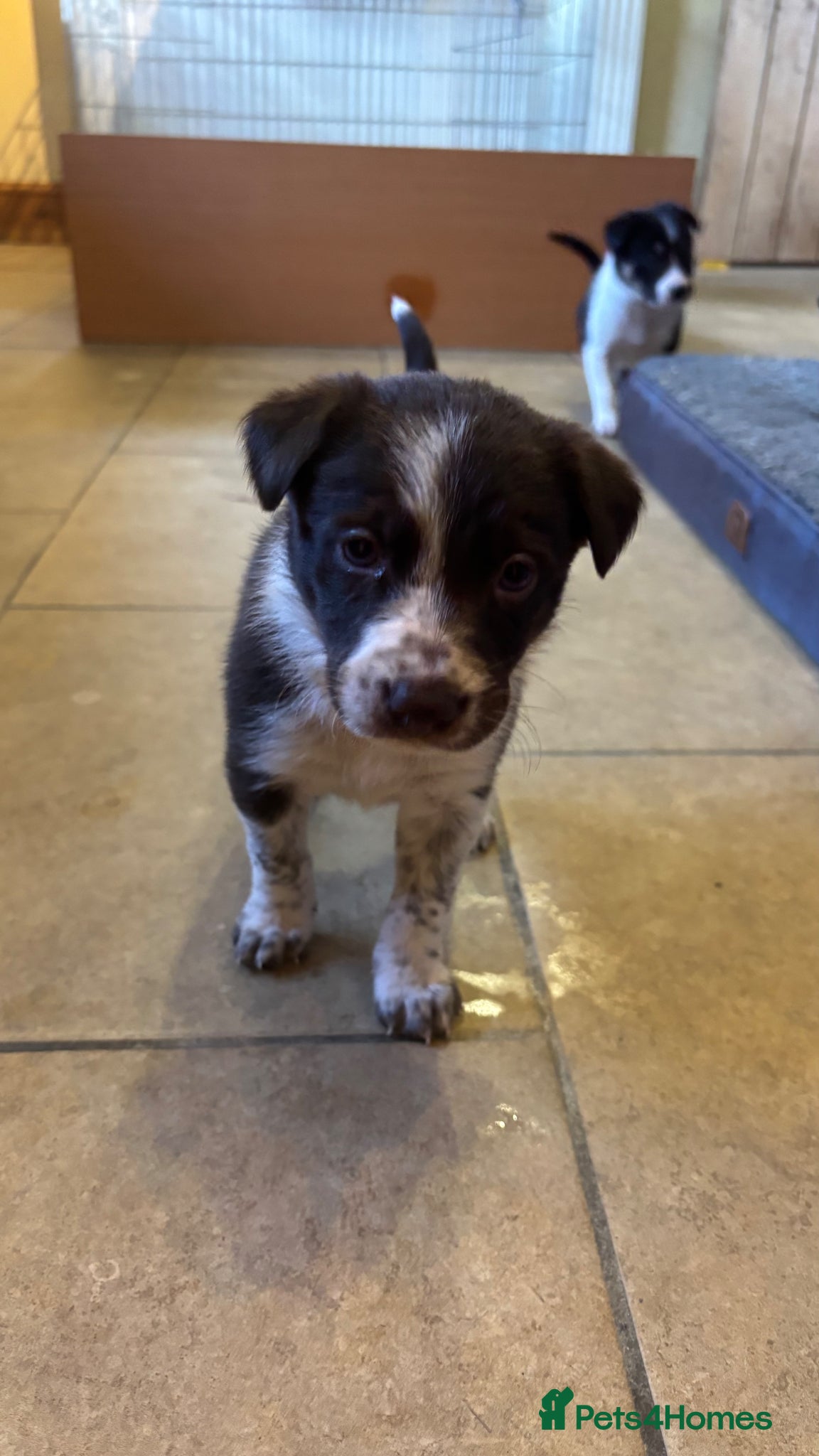 Border Collie dogs Pure Border Collie Puppies - Advert 3
