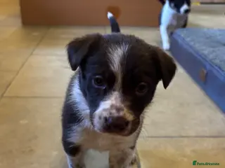 Border Collie dogs Pure Border Collie Puppies - Advert 3