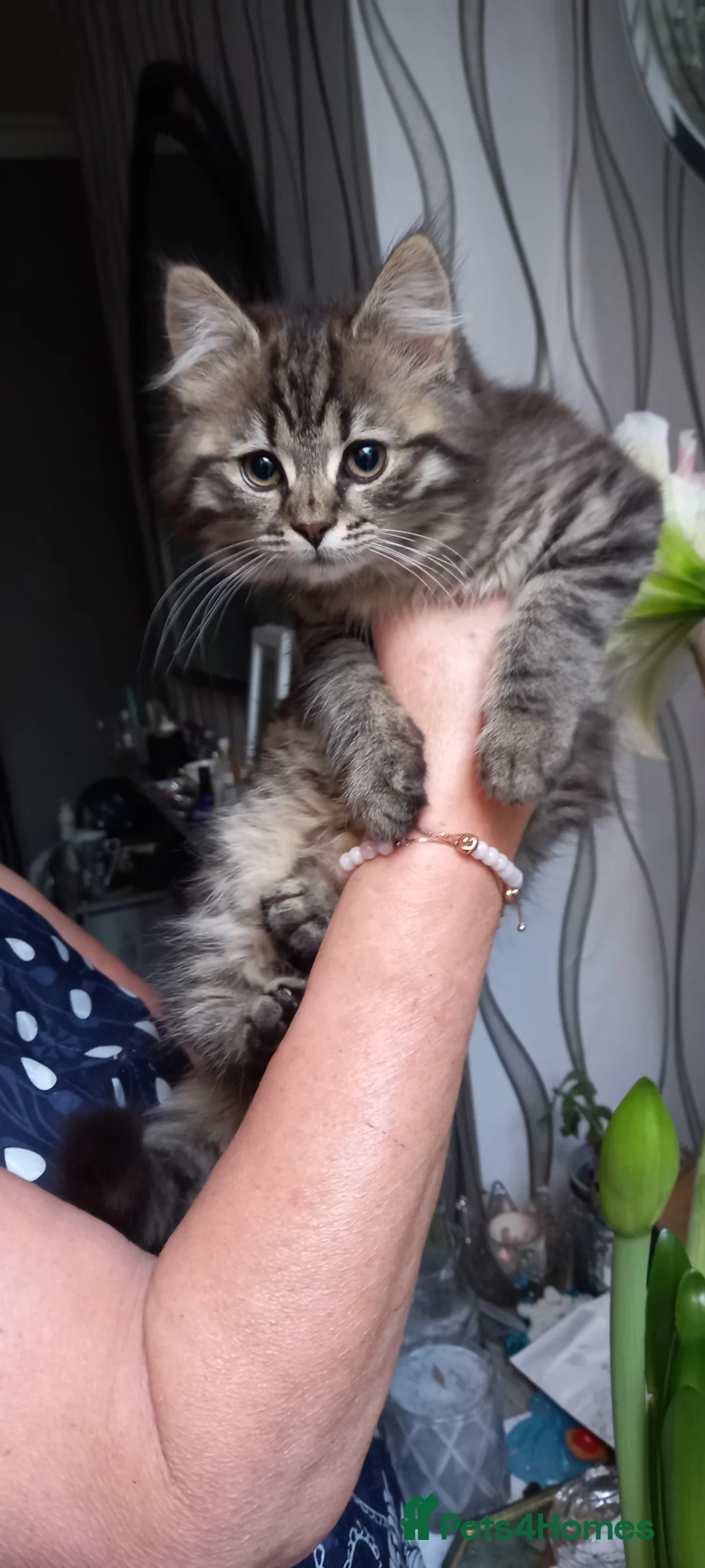 Mixed Breed cats for sale:  British shorthair X Siberian - Advert 1