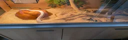 Corn Snake reptiles for sale: Corn Snake including full vivarium set up - Advert 4