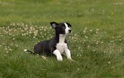 Mixed Breed dogs for sale: 🐾 Jack Russell x Border Collie Puppies  - Image 27