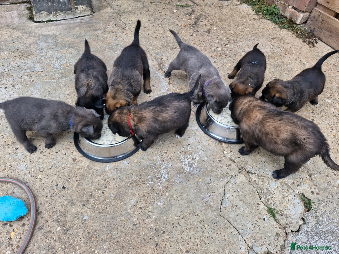Mixed Breed dogs for sale: Belgian malinois x German shepherd puppies - Image 10