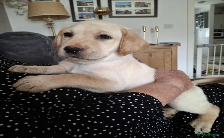 Labrador Retriever dogs - Advert 11