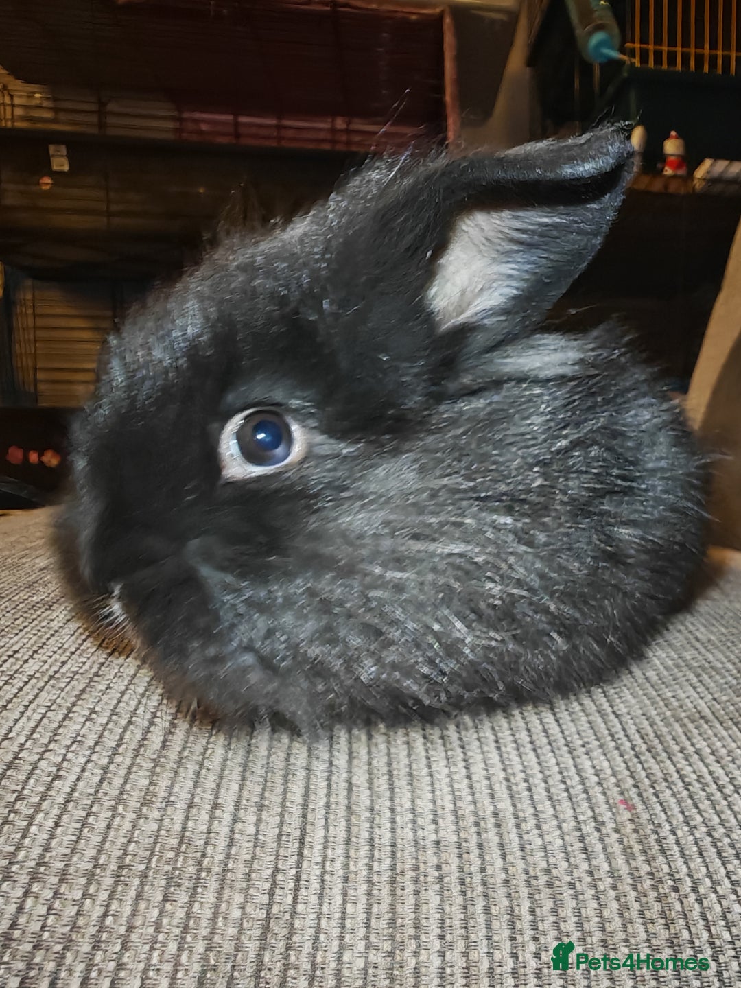 Lionhead rabbits for sale: Baby Lionhead rabbits - Advert 1