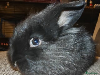 Lionhead rabbits Baby Lionhead rabbits - Advert 1