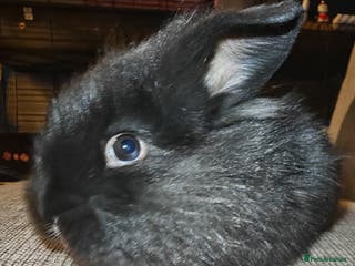 Lionhead rabbits Baby Lionhead rabbits - Advert 2