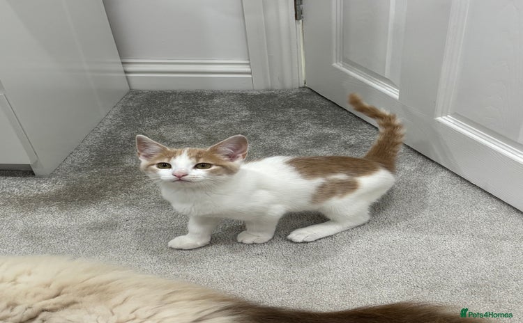 Mixed Breed cats - Advert 3