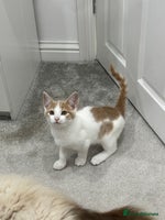 Mixed Breed cats - Advert 2