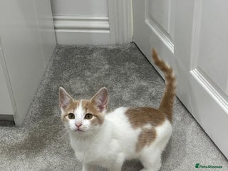 Mixed Breed cats - Advert 3