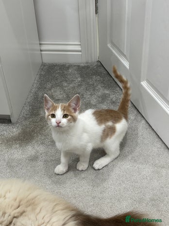 Mixed Breed cats - Advert 2