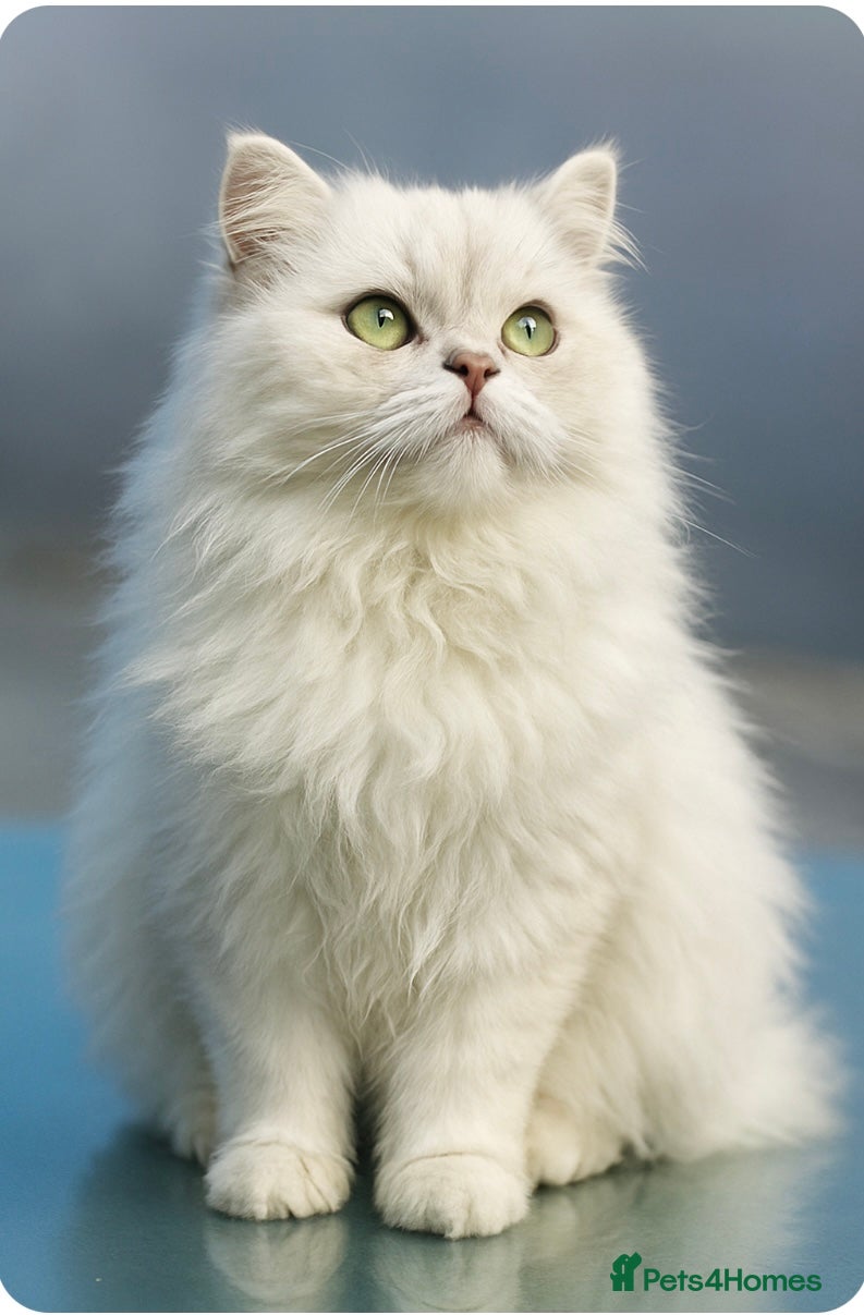 Persian cats ⭐️PERSIAN CHINCHILLA  PEDIGREE  STUD⭐️ in Gerrards Cross - Advert 4