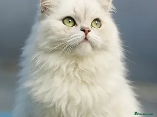 Persian cats ⭐️PERSIAN CHINCHILLA PEDIGREE STUD⭐️ in Gerrards Cross - Advert 8