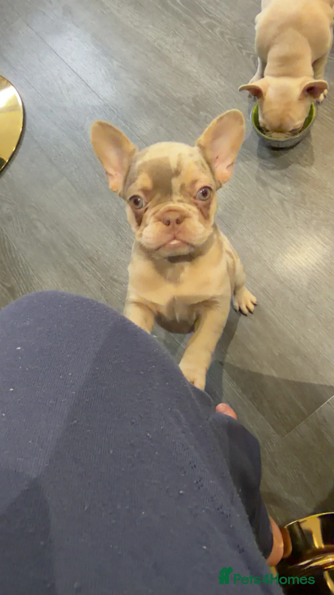 French Bulldog dogs for sale: Stunning KC registered Frenchies😍 2 male 1 female - Advert 2