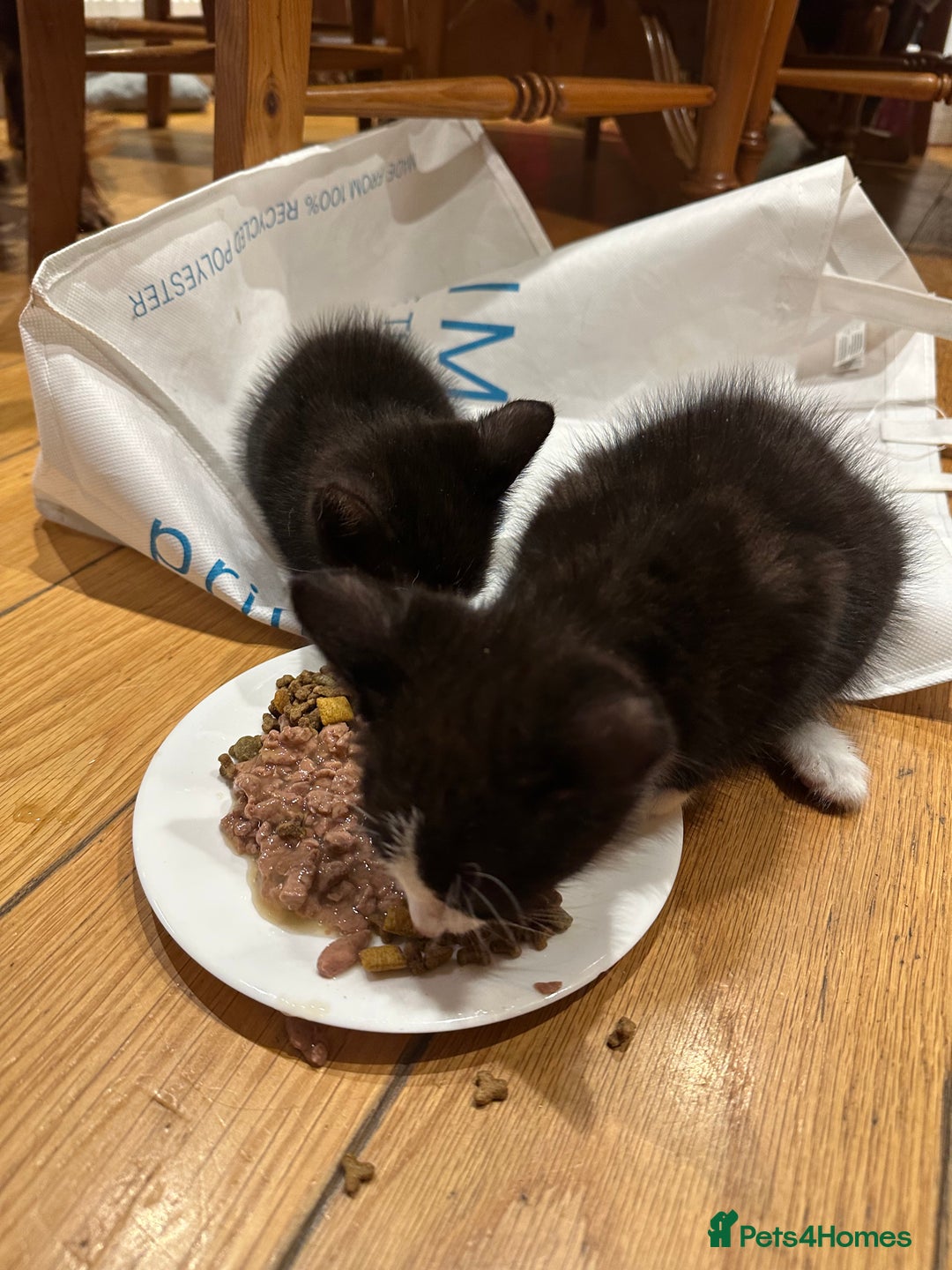 Mixed Breed cats for sale: 1 girl and 1 boy ready now - Advert 5