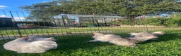 Chickens poultry for sale: Pekin Bantam Pullets - Advert 11