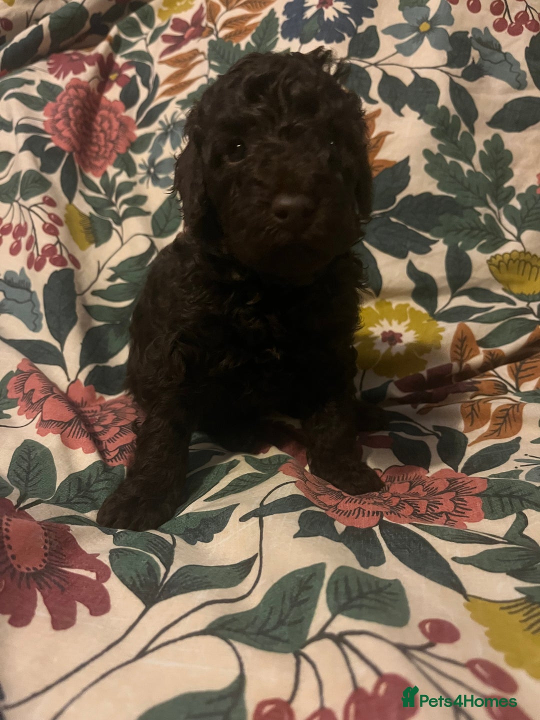 Miniature Poodle dogs for sale: Beautiful miniature poodles  - Advert 13