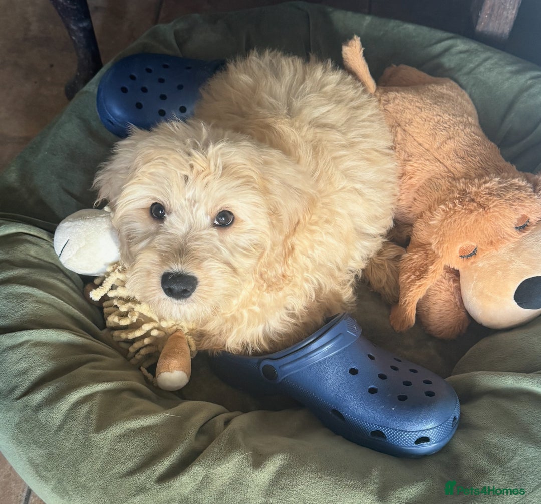 Goldendoodle dogs for sale: Humphrey – Male F1B Miniature Goldendoodle | - Advert 1