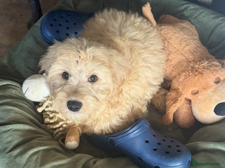 Goldendoodle dogs Humphrey – Male F1B Miniature Goldendoodle | - Advert 4