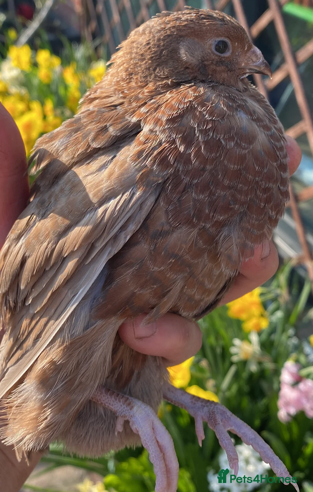 Quail poultry for sale: 12 Pure celadon quail eggs  - Advert 2